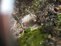 Patellogastropoda