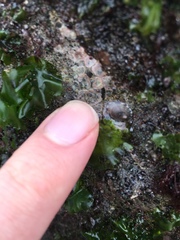Patellogastropoda