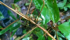 Polybothris sumptuosa