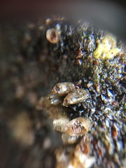 Nucella
