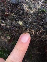 Nucella