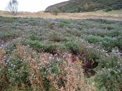 Symphyotrichum × salignum