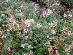 Symphyotrichum × salignum