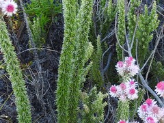 Lachnospermum umbellatum