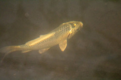 Cyprinus