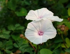 Ipomoea carnea