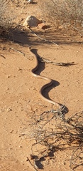 Pseudonaja aspidorhyncha