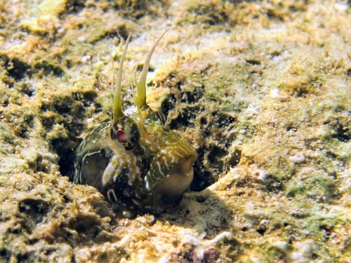 Babica jelenka (Parablennius incognitus)