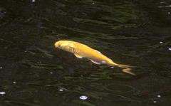 Cyprinus