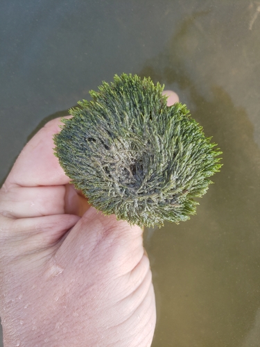 Penicillus pyriformis observed 2020-10-14