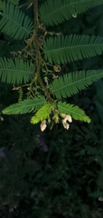 Aeschynomene americana