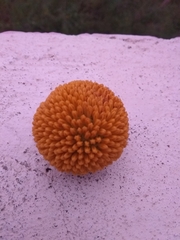 Neolamarckia cadamba