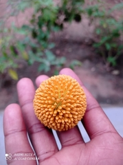 Neolamarckia cadamba