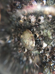 Patellogastropoda