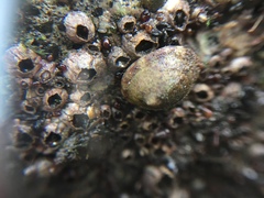 Patellogastropoda