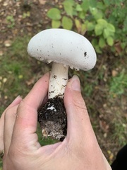 Agaricus abruptibulbus