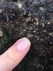 Patellogastropoda