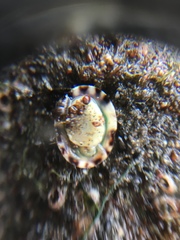 Patellogastropoda