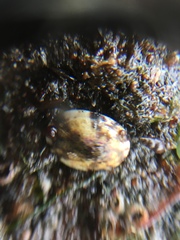 Patellogastropoda