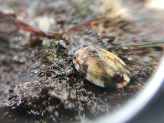 Patellogastropoda