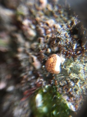 Onchidoris bilamellata