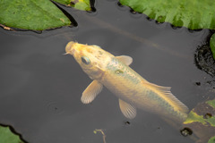 Cyprinus