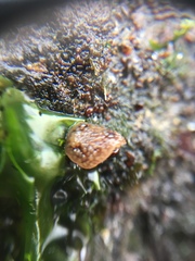 Onchidoris bilamellata