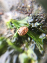 Onchidoris bilamellata