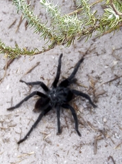 Harpactirinae