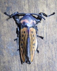 Edebessa nigropuncta