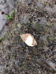 Gastropoda