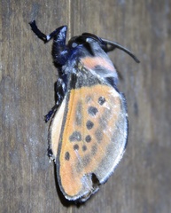 Edebessa nigropuncta