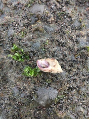 Gastropoda