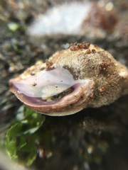 Gastropoda