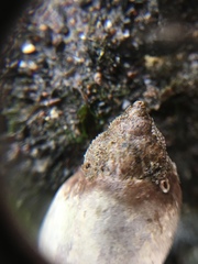 Gastropoda