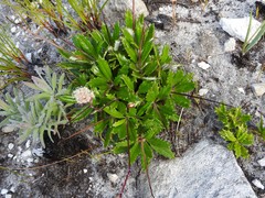 Hermas quinquedentata