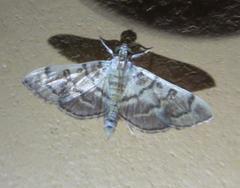 Bicilia iarchasalis