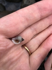 Nucella