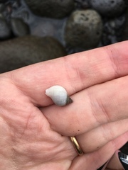 Nucella