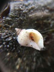 Nucella