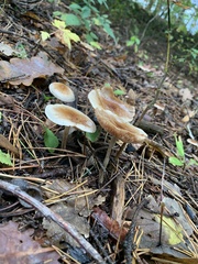 Fungi