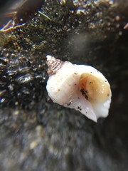 Nucella