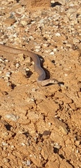 Pseudonaja aspidorhyncha