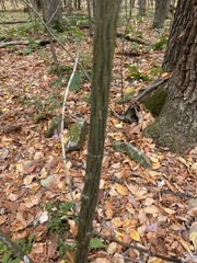 Acer pensylvanicum