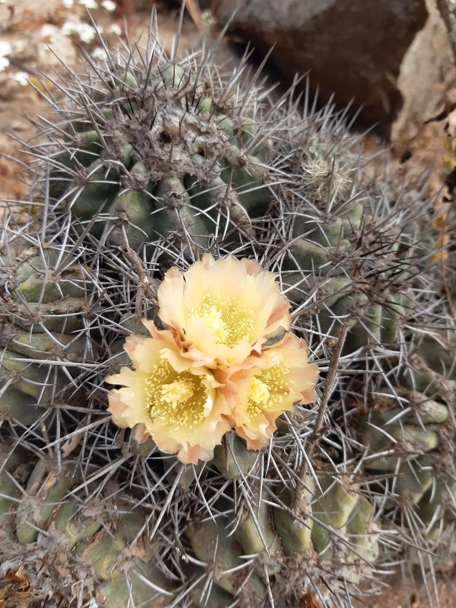 Copiapoa coquimbana