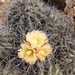 Copiapoa coquimbana - Photo (c) Francisco Riquelme Tapia, some rights reserved (CC BY-NC), uploaded by Francisco Riquelme Tapia