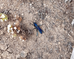 Herbstellus pachylopus