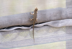 Sceloporus horridus