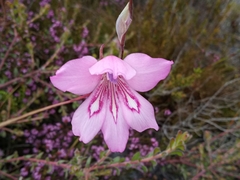 Gladiolus ornatus