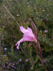 Gladiolus ornatus